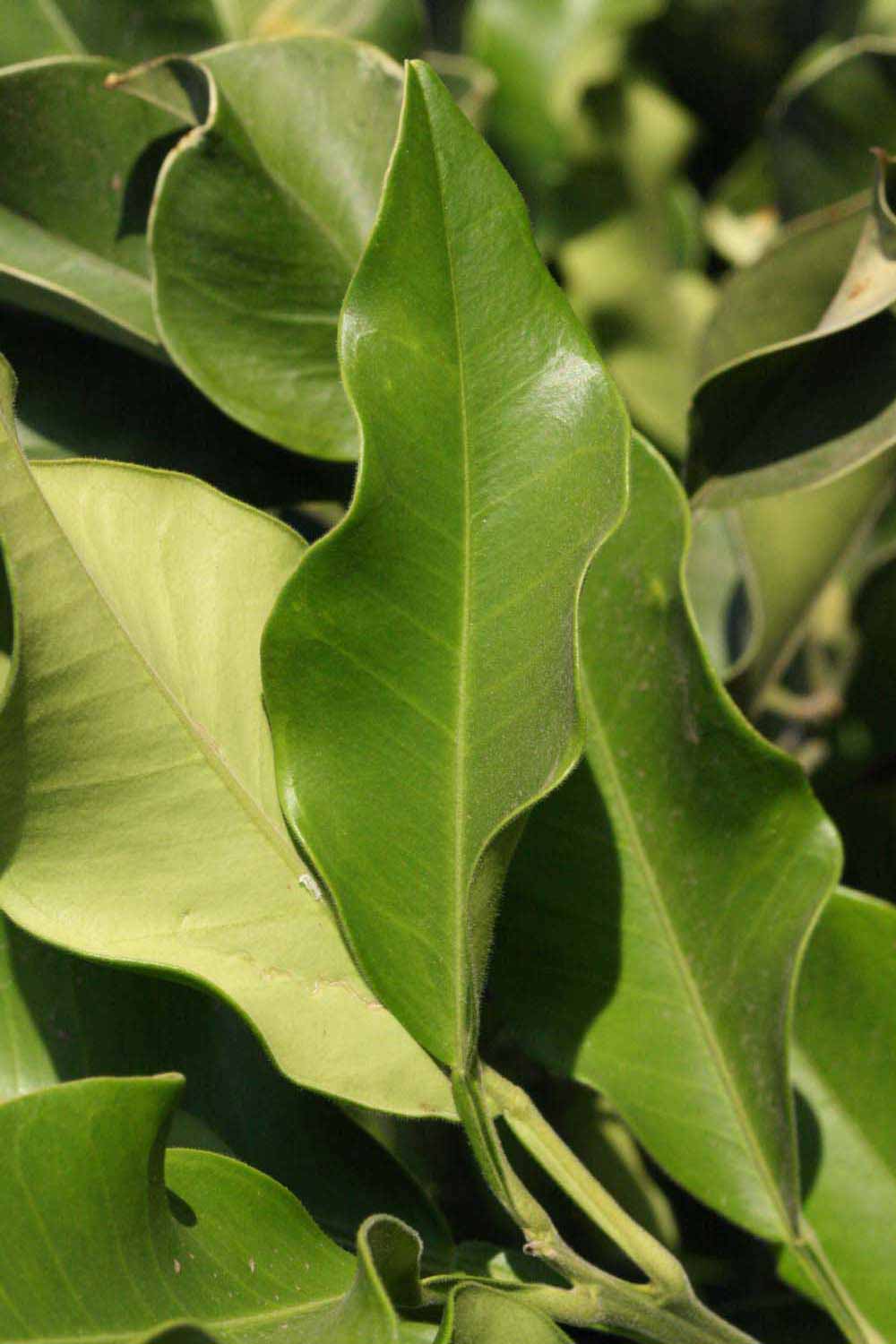              Unifoliolate leaf of  Citrus maxima           (Siamese Sweet,   Riverside, CA)       